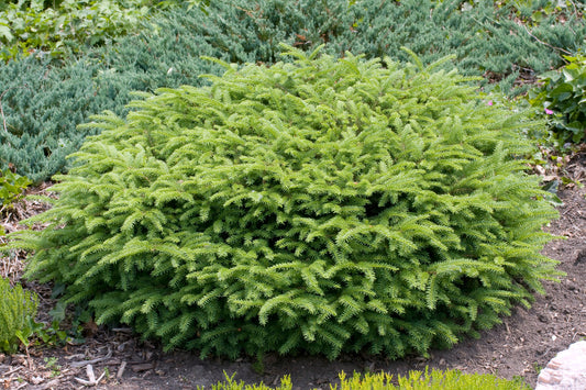 Picea abies 'Nidiformis', 25-30 cm