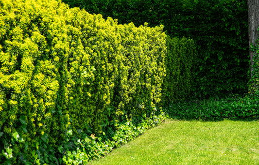 Taxus × media 'Hillii', 30-40 cm