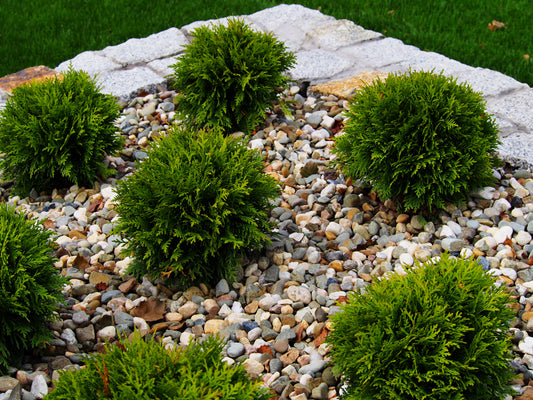 Thuja occidentalis 'Danica', 20-25 cm