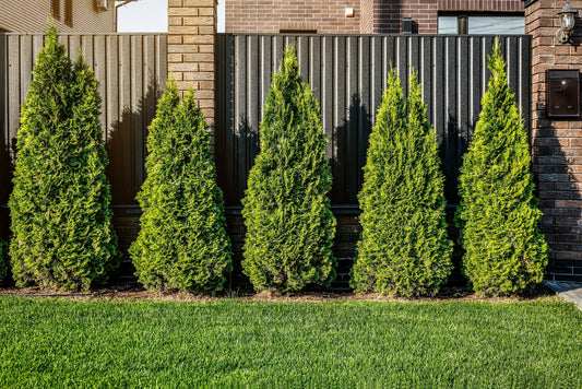 Thuja occidentalis 'Smaragd', 40-60 cm