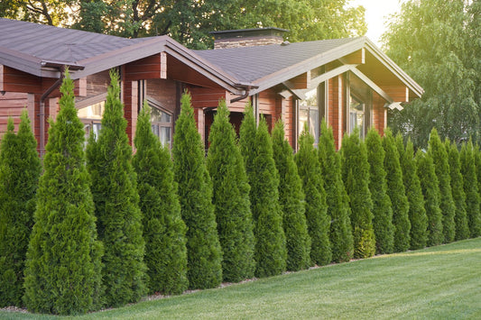 Thuja occidentalis 'Smaragd', 80-100 cm