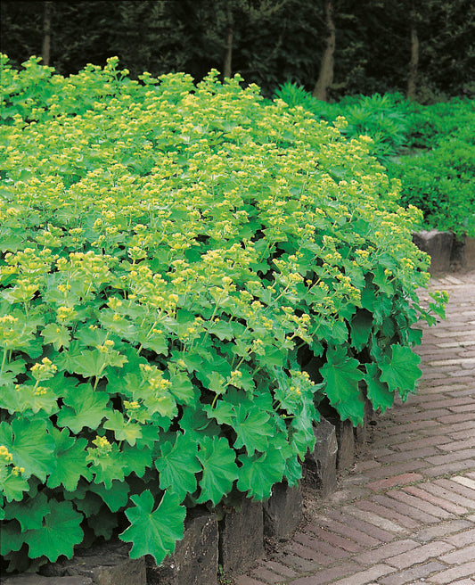 Alchemilla mollis
