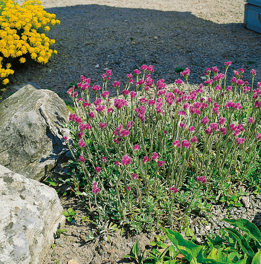 Antennaria dioica 'Rubra'