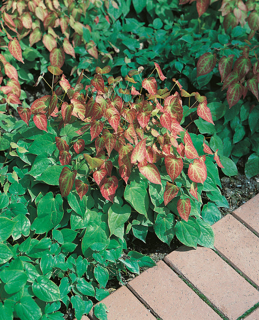 Epimedium Rubrum