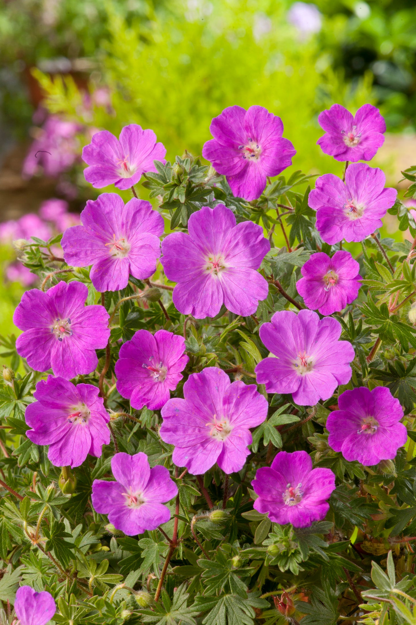 Geranium sanguineum 'Max Frei'