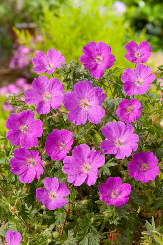 Geranium sanguineum 'Max Frei'