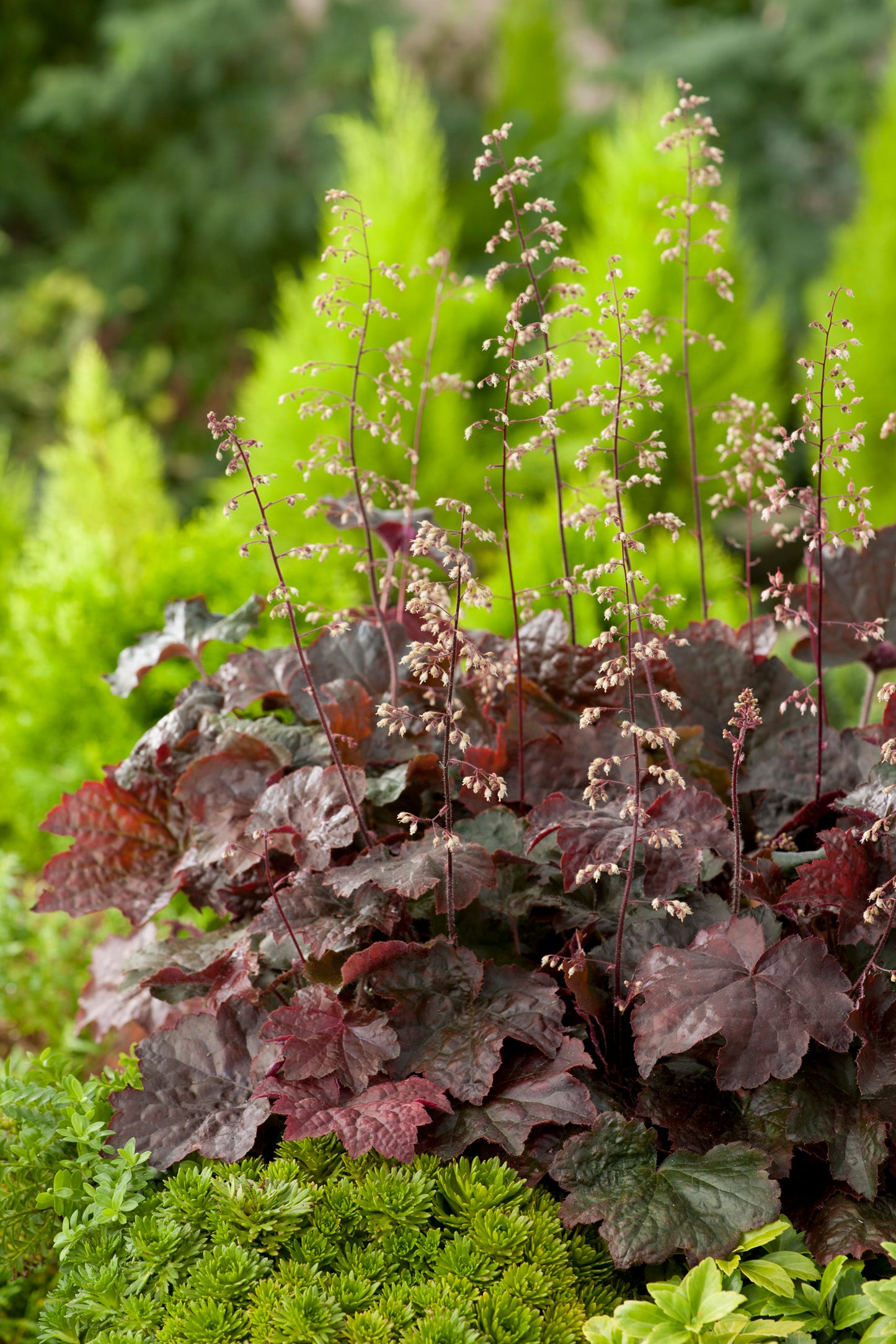 Heuchera villosa 'Palace Purple'