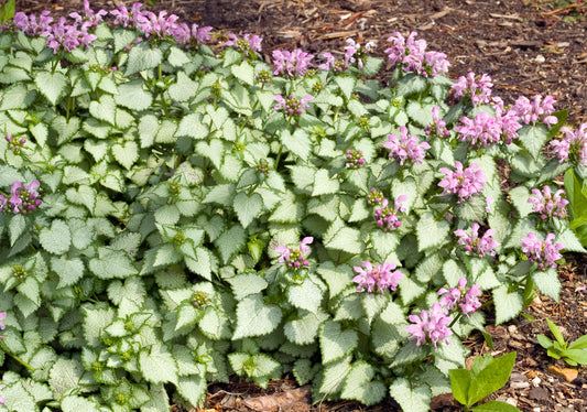 Lamium maculatum 'Beacon Silver'