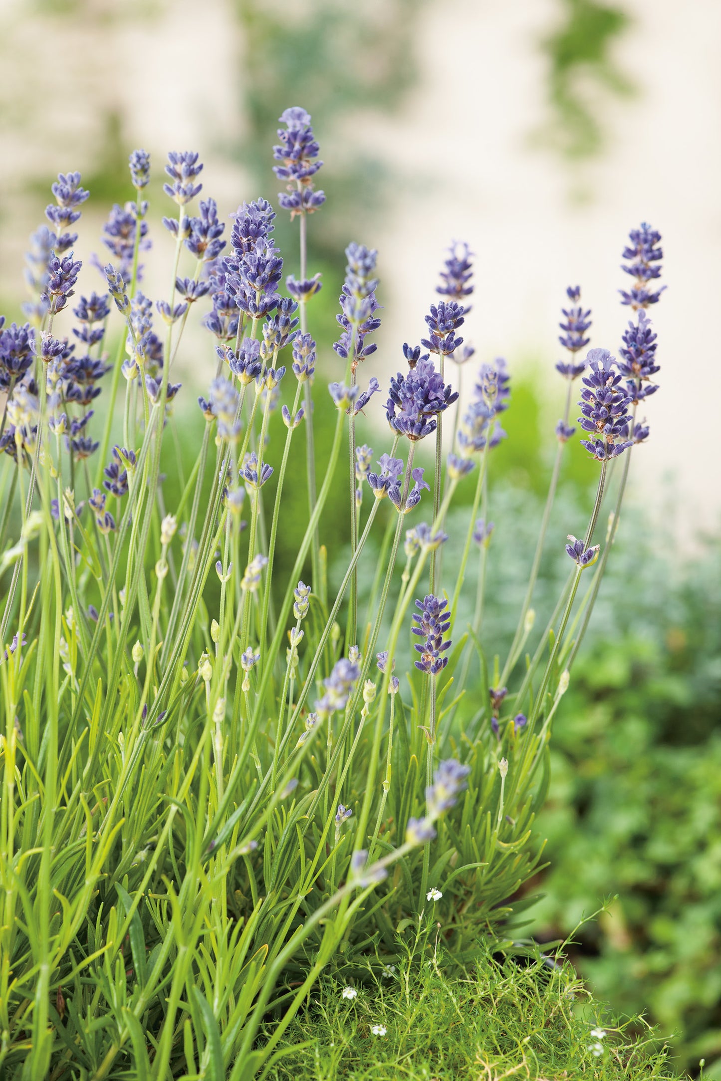 Lavandula angustifolia 'Munstead'
