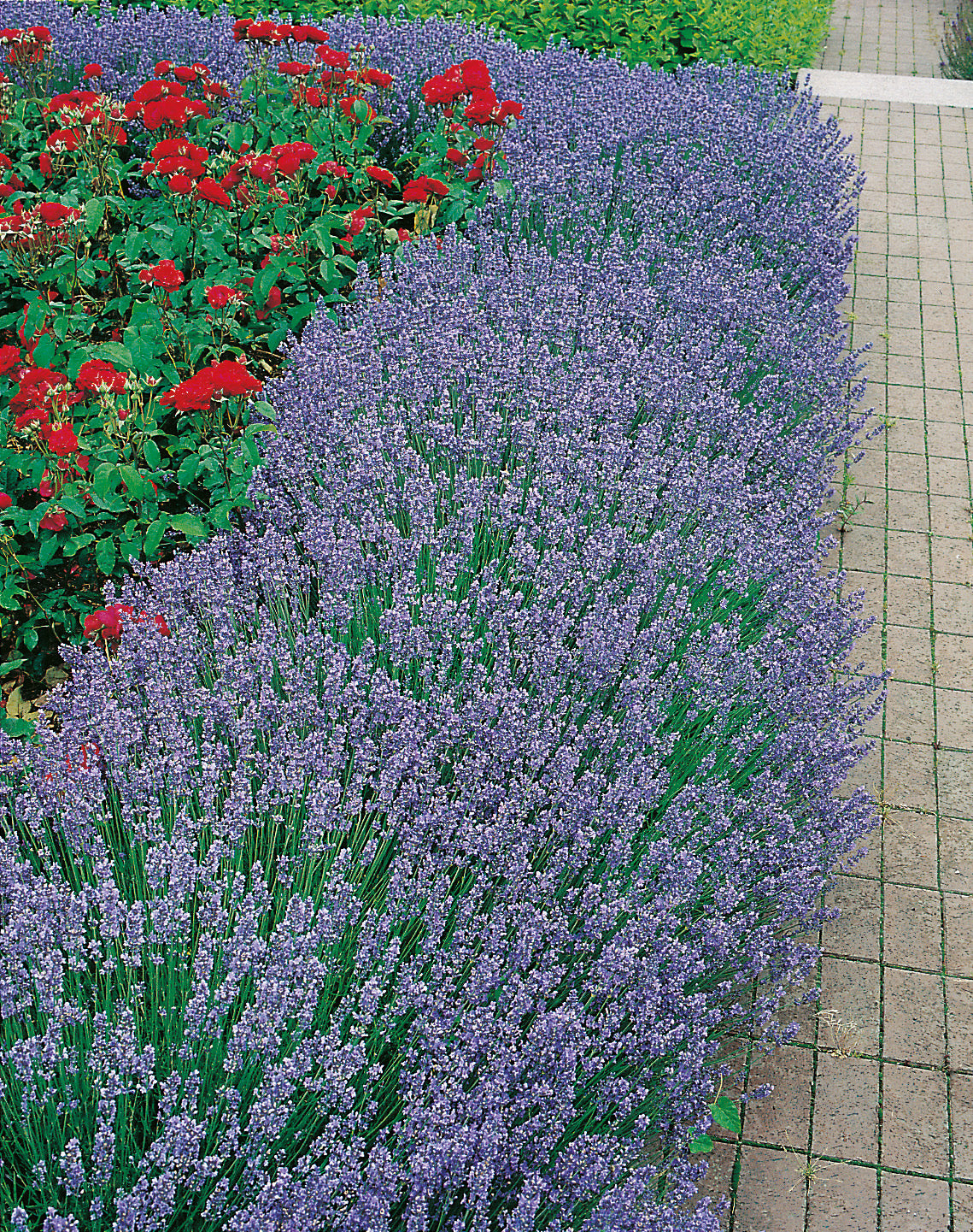 Lavandula angustifolia 'Hidcote'