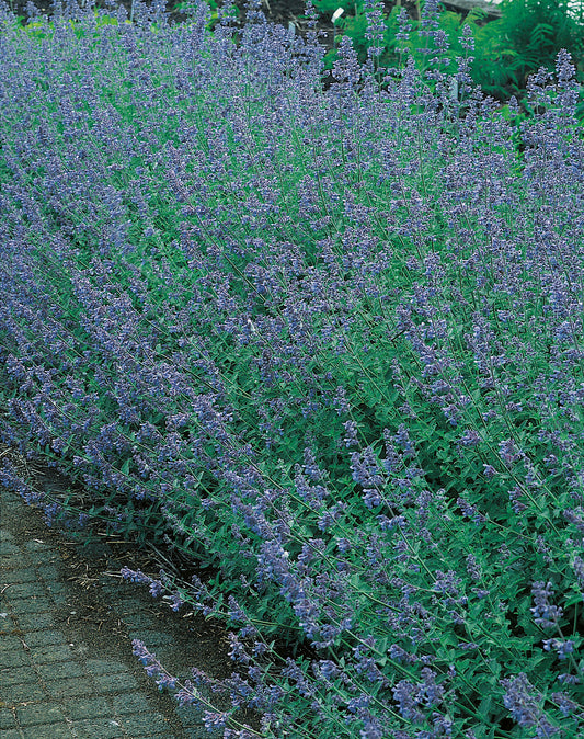 Nepeta x faassenii 'Six Hills Giant'