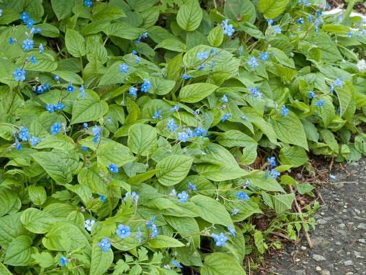 Omphalodes verna