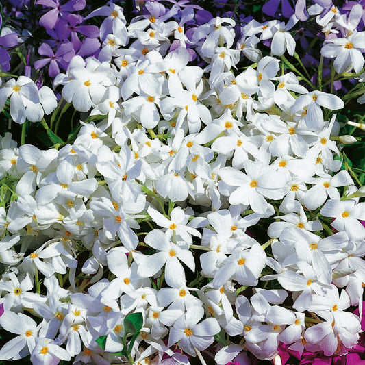 Phlox stolonifera 'Alba'