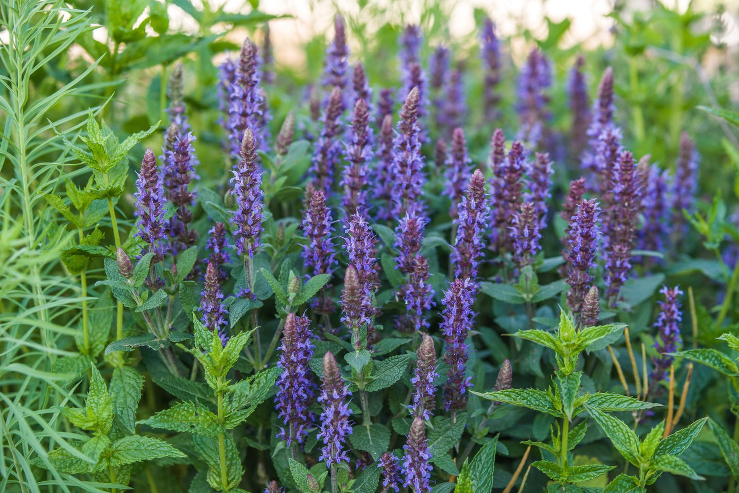 Salvia nemorosa 'Ostfriesland'