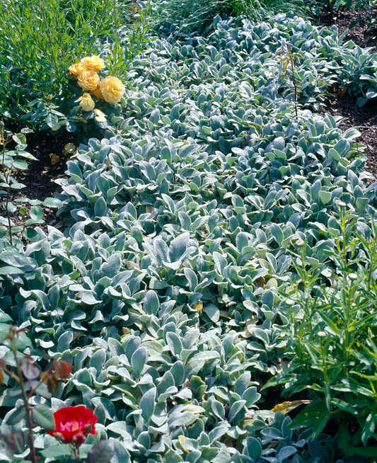 Stachys byzantina 'Silver Carpet'