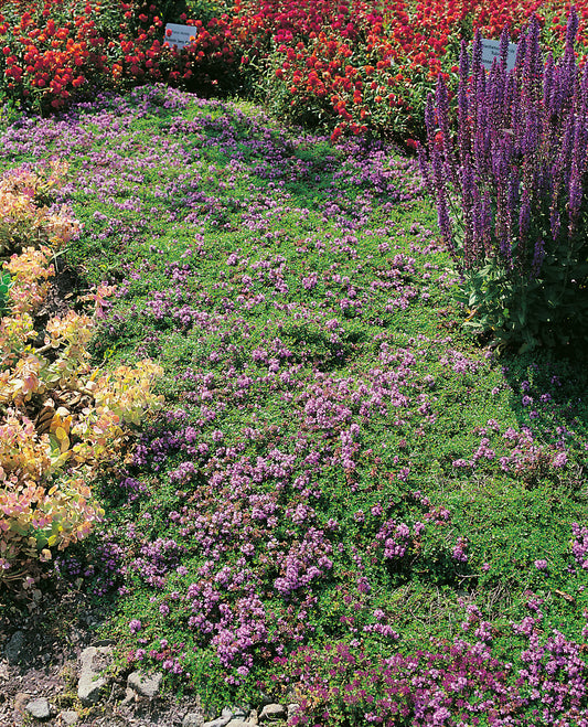 Thymus serpyllum