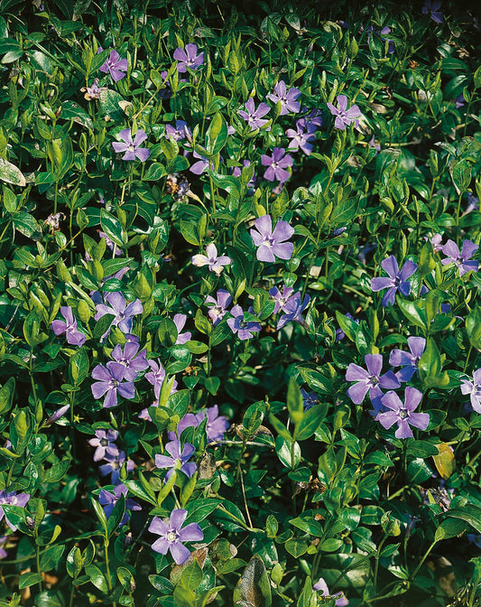 Vinca minor