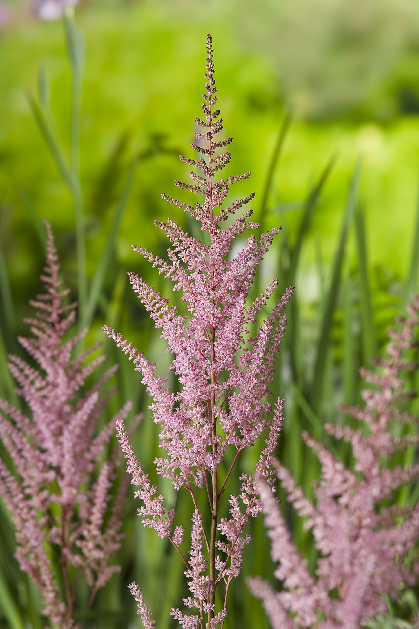 Astilbe (Arendsii-Gr.) 'Erika'