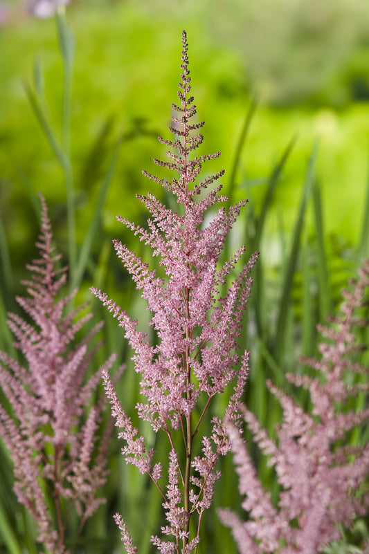 Astilbe (Arendsii-Gr.) 'Erika'