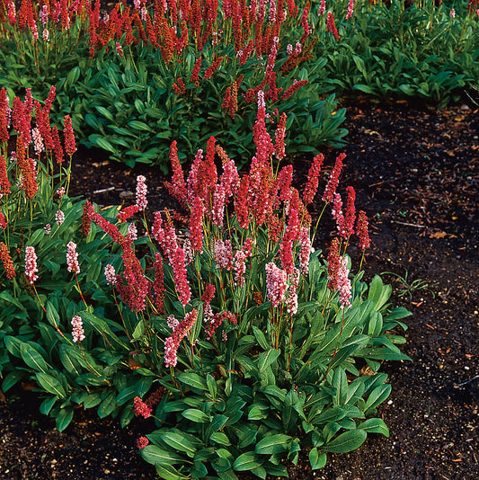 Bistorta affinis 'Darjeeling Red'