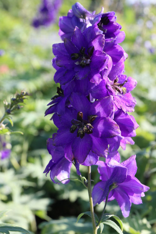 Delphinium (Elatum-Gr.) 'Black Knight'