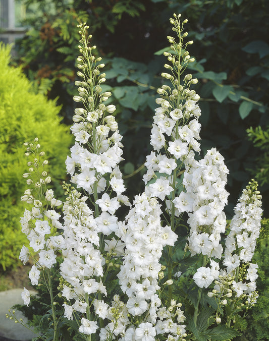 Delphinium (Elatum-Gr.) 'Galahad'