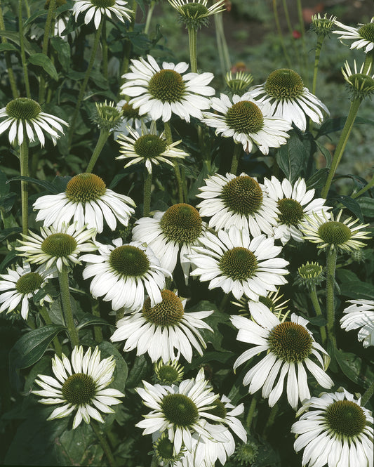 Echinacea purpurea 'Alba'