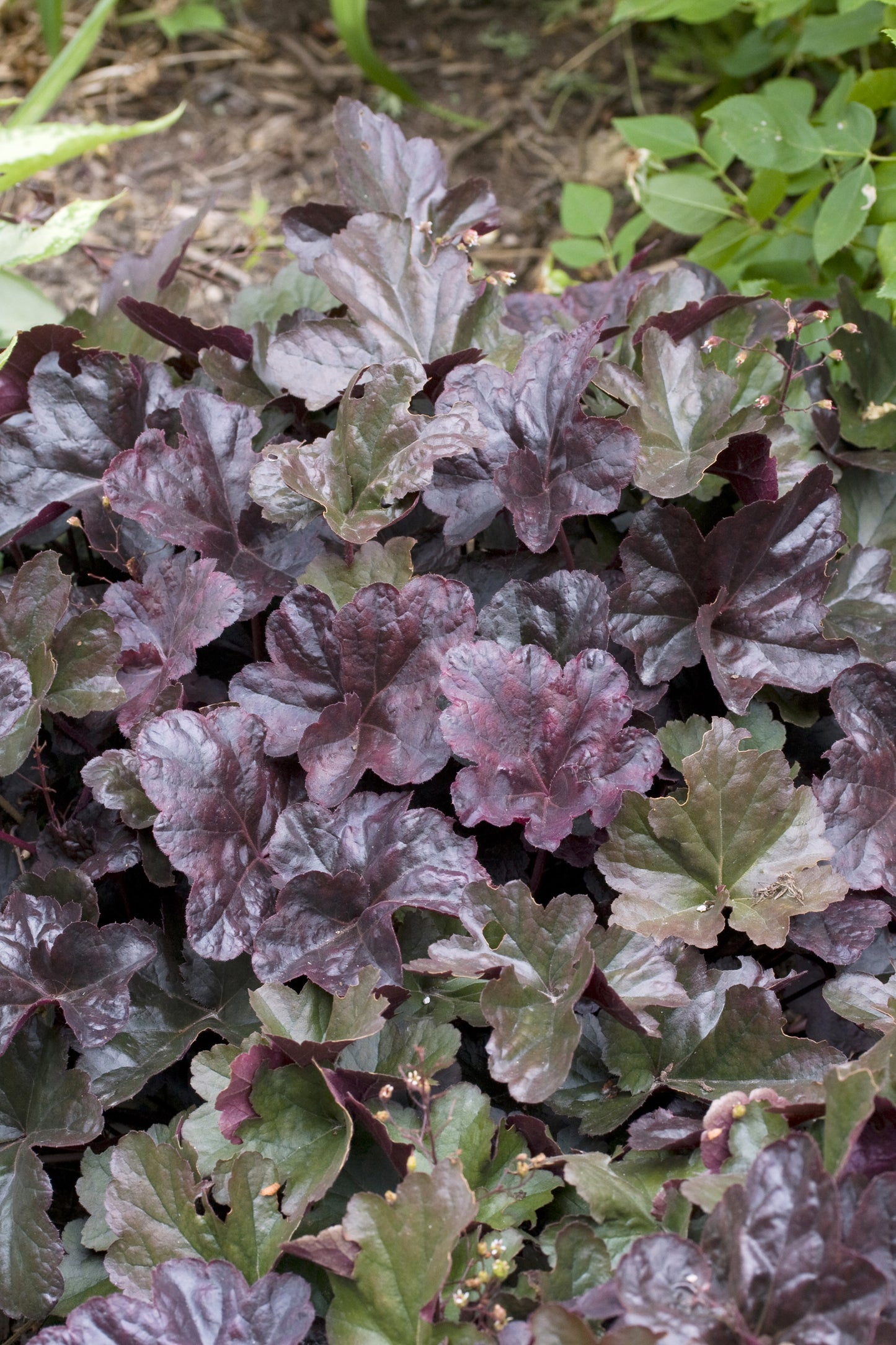 Heuchera 'Obsidian'