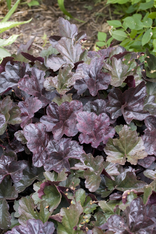 Heuchera 'Obsidian'