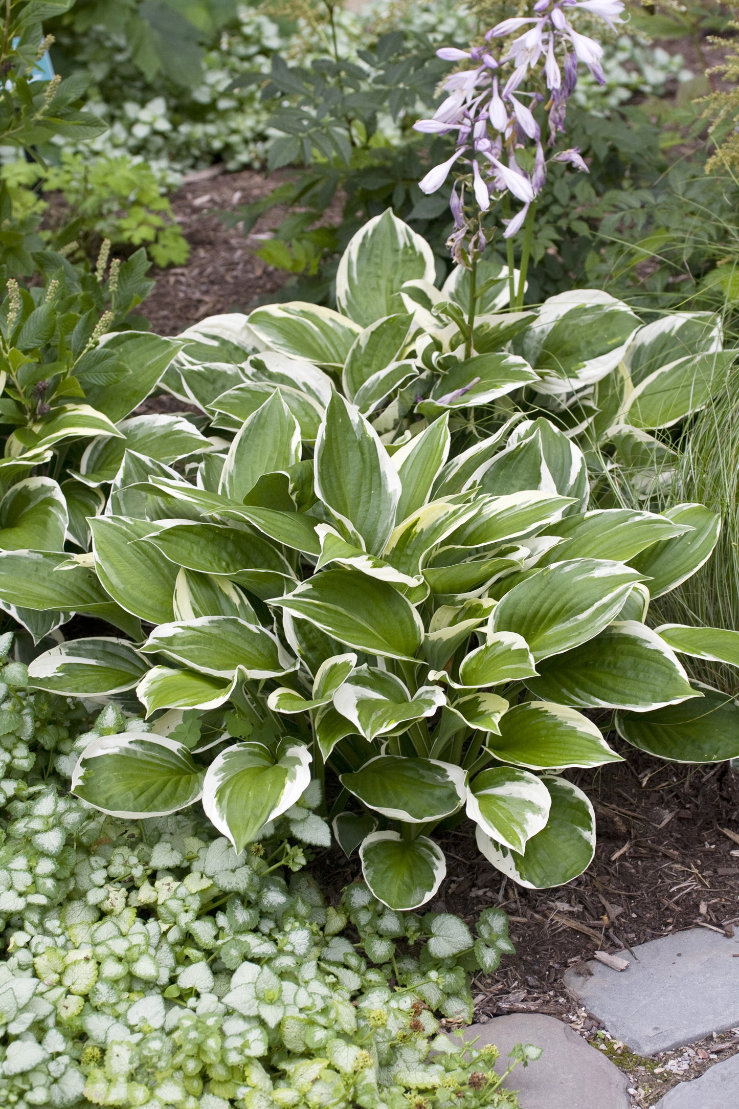 Hosta fortunei 'Patriot'