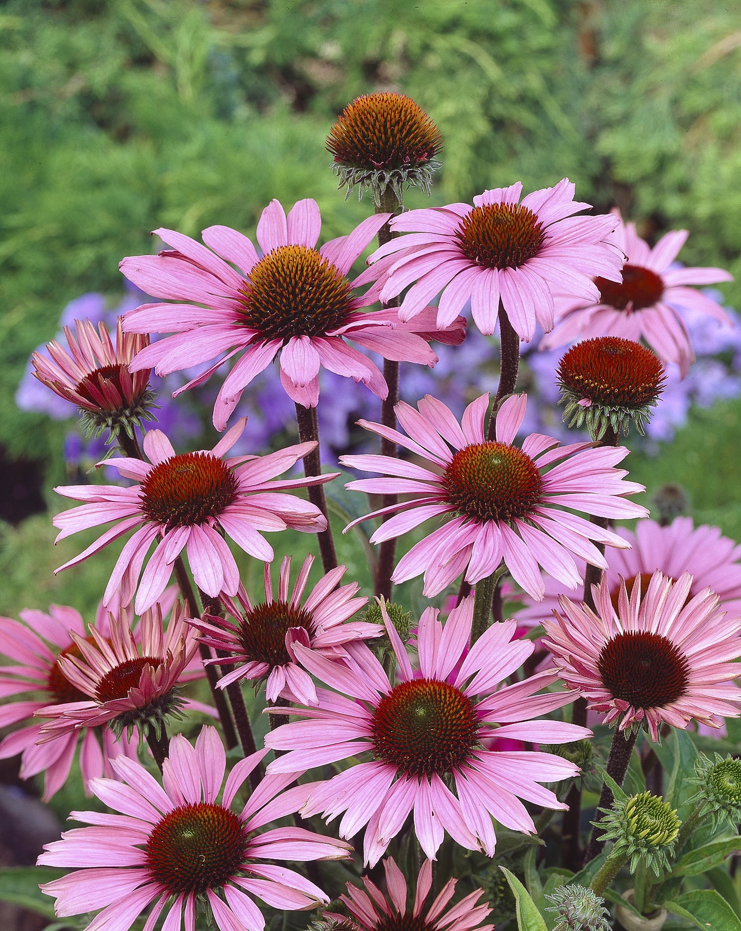 Echinacea purpurea 'Magnus', 2L