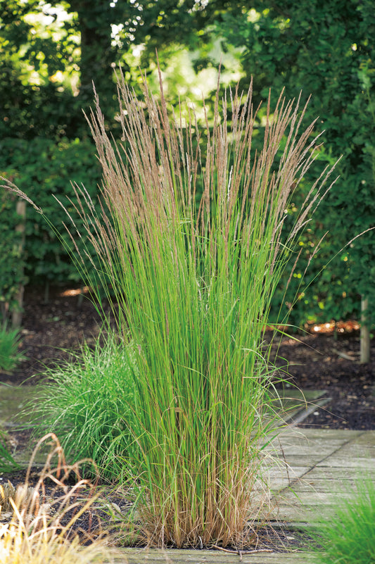 Calamagrostis x acutiflora 'Karl Foerster', 2L