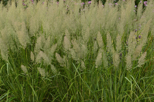 Calamagrostis brachytricha, 2L