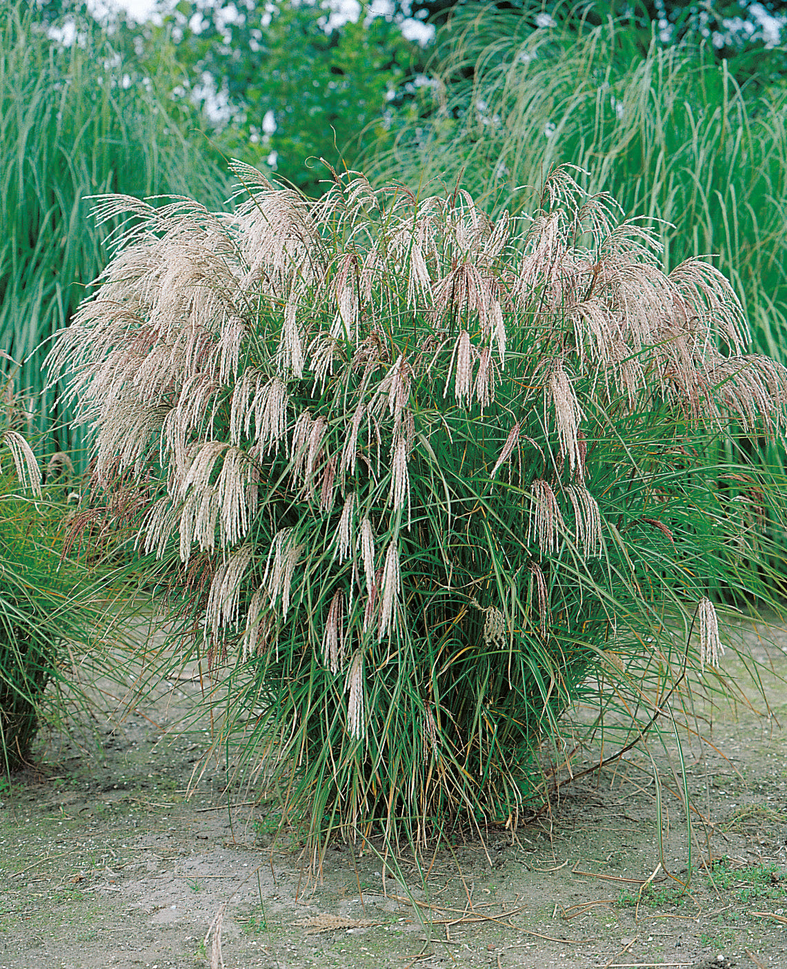 Miscanthus sinensis 'Kleine Fontäne', 2L
