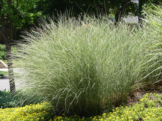 Miscanthus sinensis 'Morning Light', 2L