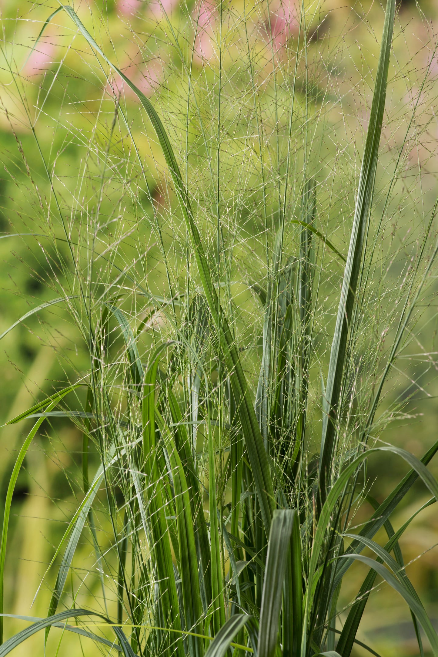 Molinia arundinacea 'Karl Foerster', 2L