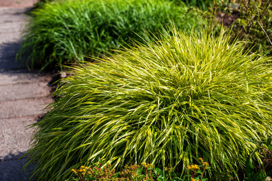 Hakonechloa macra 'Aureola', 2L