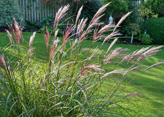 Miscanthus sinensis 'Red Chief', 2L