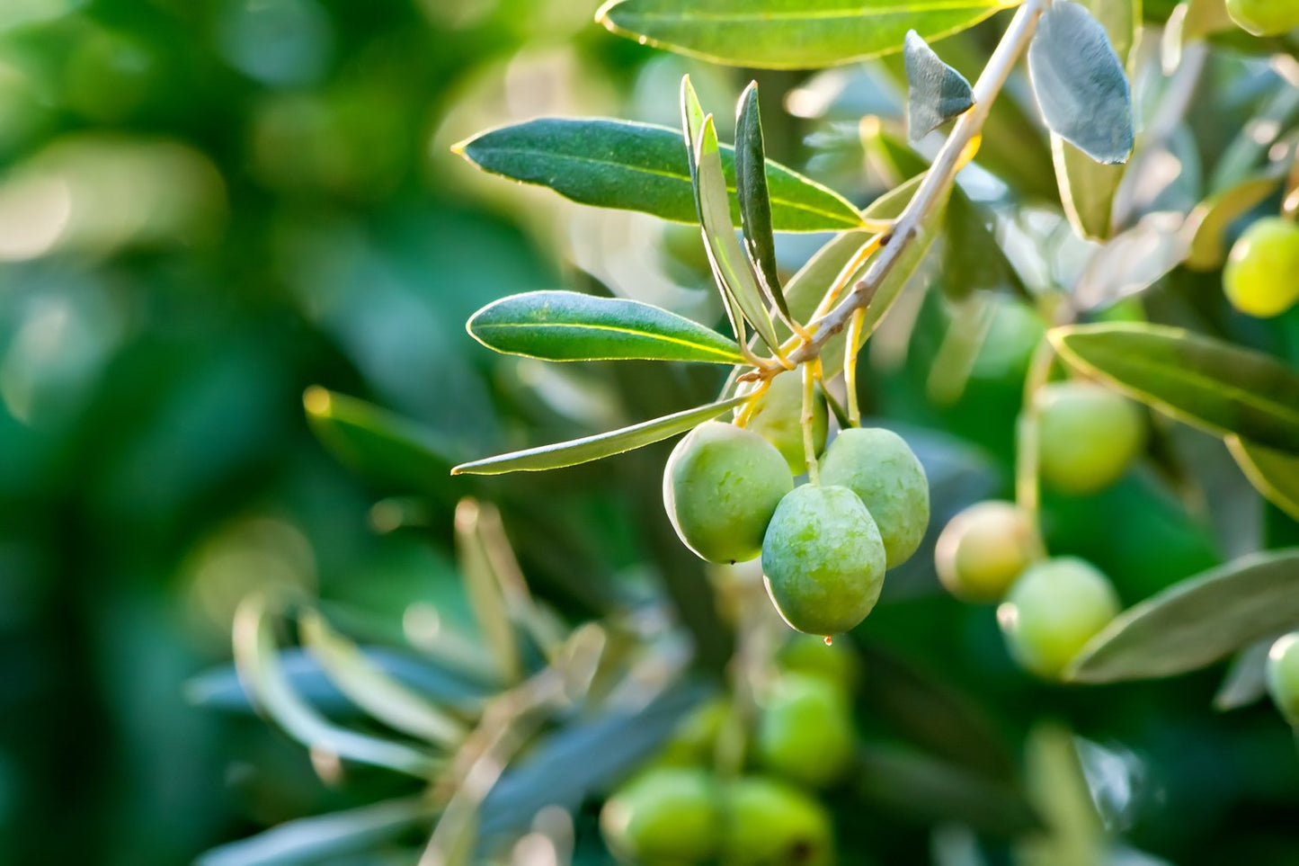 Olea europaea, stam, 95/105 cm