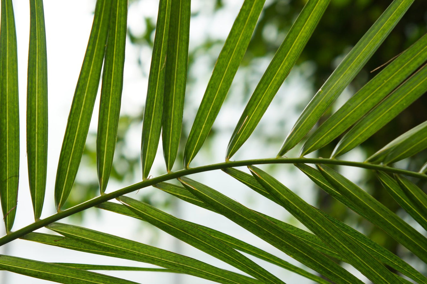 Phoenix canariensis , 150/160 cm