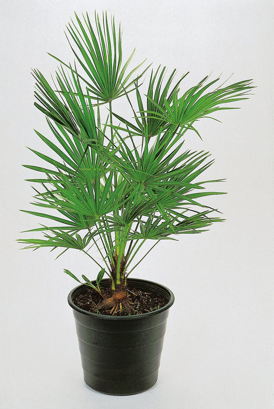 Trachycarpus fortunei (Chamaerops excelsa), 30/40 cm