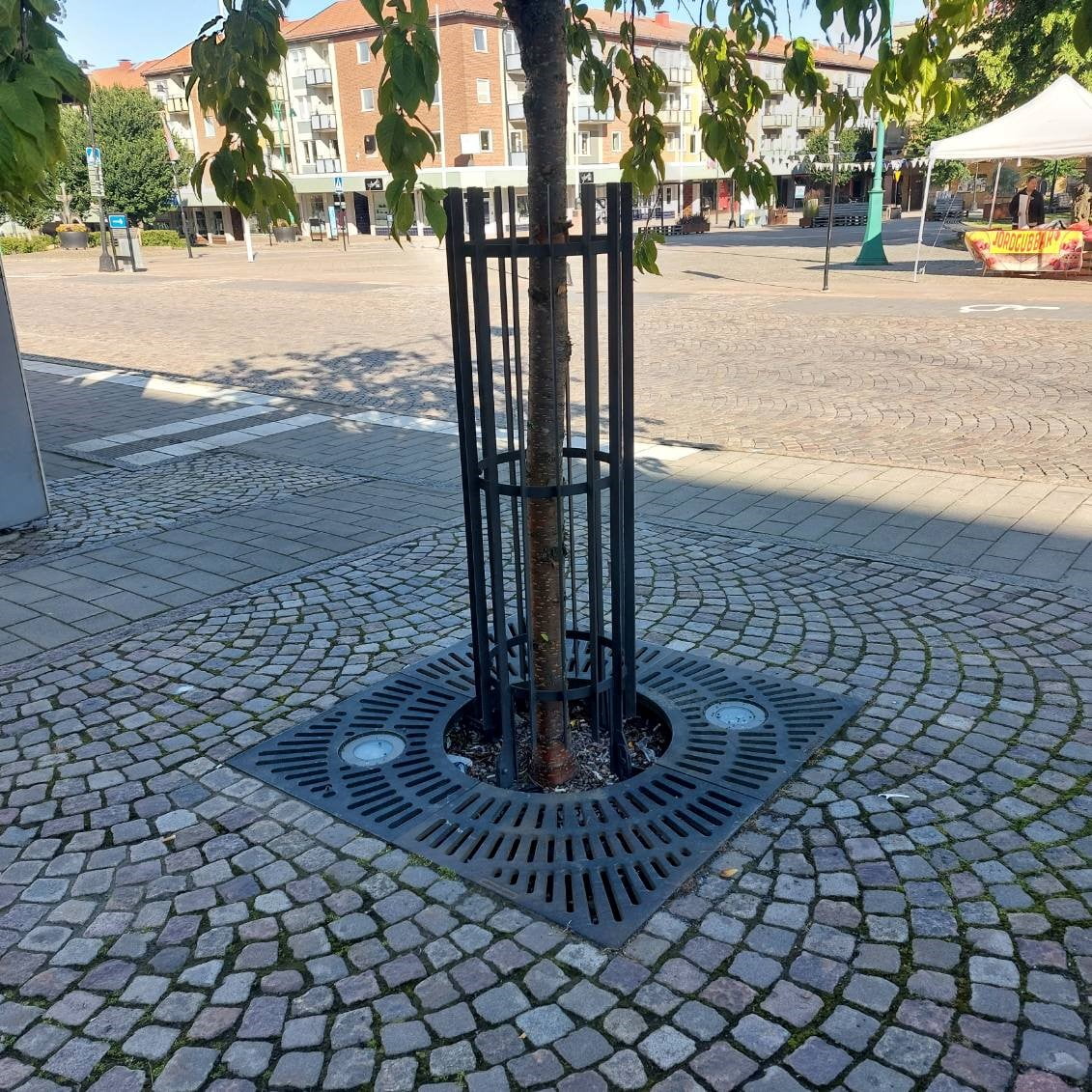 Tilia